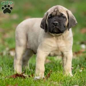 Tucker, English Mastiff Puppy